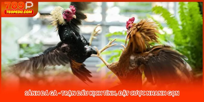 Sảnh đá gà 789P - Trận đấu kịch tính, đặt cược nhanh gọn
